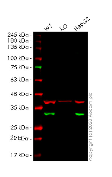 Western blot - Anti-ERp29 antibody [EPR12499(B)] (AB176573), expandable thumbnail
