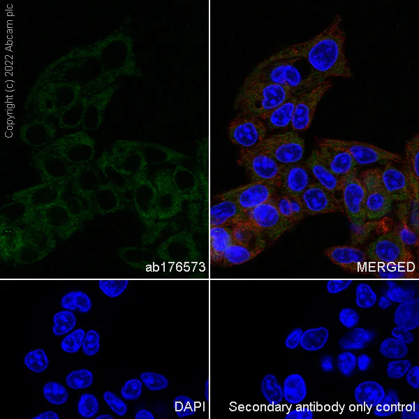 Immunohistochemistry (Formalin/PFA-fixed paraffin-embedded sections) - Anti-ERp29 antibody [EPR12499(B)] - BSA and Azide free (AB249928)