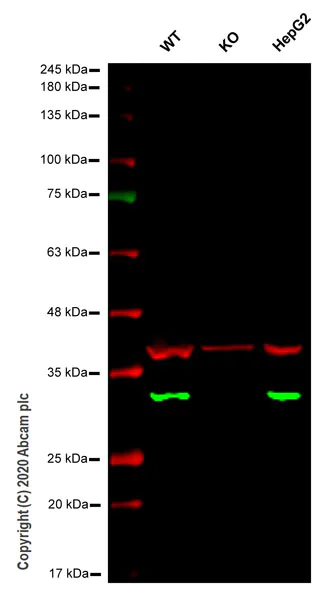 Western blot - Anti-ERp29 antibody [EPR12499(B)] - BSA and Azide free (AB249928)