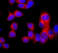 Immunocytochemistry/ Immunofluorescence - Anti-ERp29 antibody [EPR12985] (AB175193)