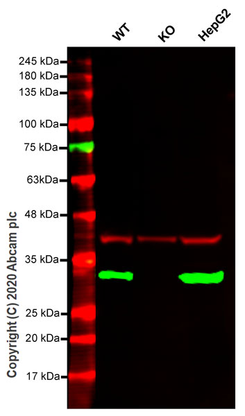 Anti-ERp29 antibody [EPR12985]