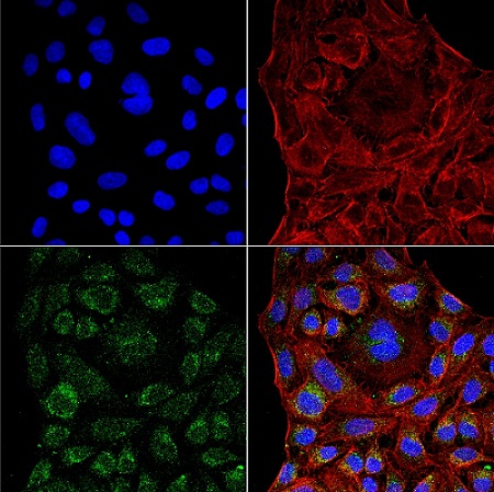 Immunocytochemistry/ Immunofluorescence - Anti-ERp57 antibody [4F9] (AB223363), expandable thumbnail