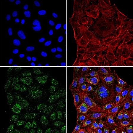 Immunocytochemistry/ Immunofluorescence - Anti-ERp57 antibody [4F9] (AB223363)