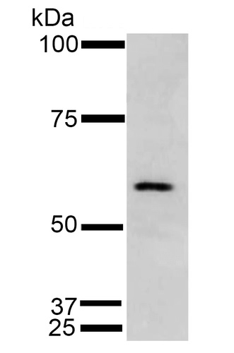 Western blot - Anti-ERp57 antibody [4F9] (AB223363), expandable thumbnail