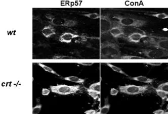 Immunocytochemistry/ Immunofluorescence - Anti-ERp57 antibody (AB10287)