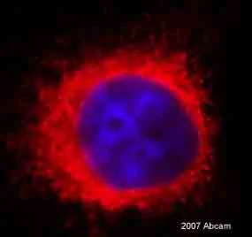 Immunocytochemistry/ Immunofluorescence - Anti-ERp57 antibody (AB10287)