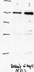 Western blot - Anti-ERp57 antibody (AB10287)