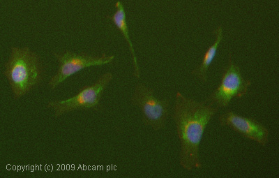 Immunocytochemistry/ Immunofluorescence - Anti-ERp57 antibody (AB13507)