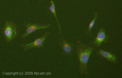 Immunocytochemistry/ Immunofluorescence - Anti-ERp57 antibody (AB13507)