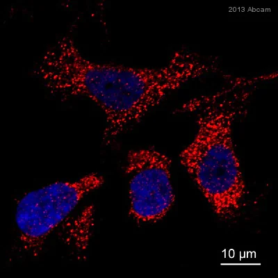 Immunocytochemistry/ Immunofluorescence - Anti-ERp57 antibody (AB13507)