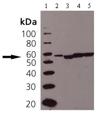 Western blot - Anti-ERp57 antibody (AB13507)