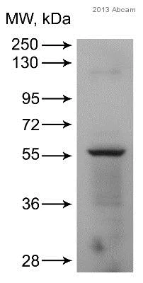 Western blot - Anti-ERp57 antibody (AB13507)