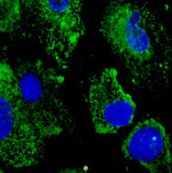 Immunocytochemistry/ Immunofluorescence - Anti-ERp57 antibody (AB219393)