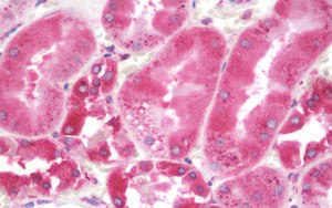 Immunohistochemistry (Formalin/PFA-fixed paraffin-embedded sections) - Anti-ERp57 antibody (AB219393)