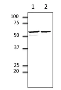 Western blot - Anti-ERp57 antibody (AB219393)