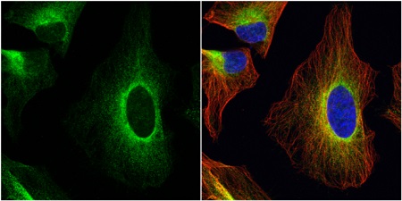 Immunocytochemistry/ Immunofluorescence - Anti-ERp57 antibody (AB228789)