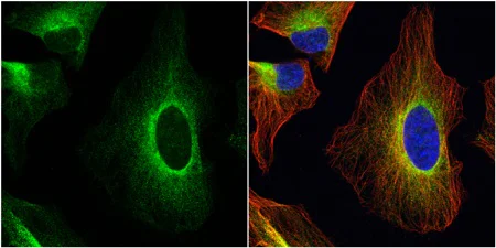Immunocytochemistry/ Immunofluorescence - Anti-ERp57 antibody (AB228789)
