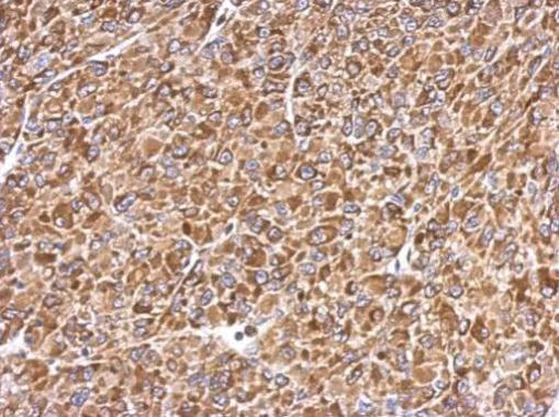 Immunohistochemistry (Formalin/PFA-fixed paraffin-embedded sections) - Anti-ERp57 antibody (AB228789)