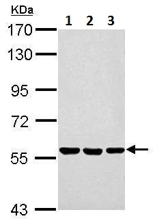 Western blot - Anti-ERp57 antibody (AB228789)