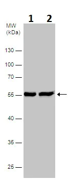 Western blot - Anti-ERp57 antibody (AB228789)