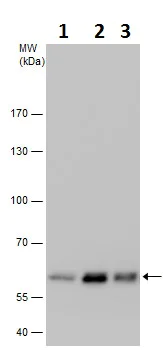 Western blot - Anti-ERp57 antibody (AB228789)