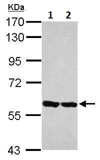 Western blot - Anti-ERp57 antibody (AB228789)