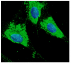 Immunocytochemistry/ Immunofluorescence - Anti-ERp57 antibody - C-terminal (AB192444)
