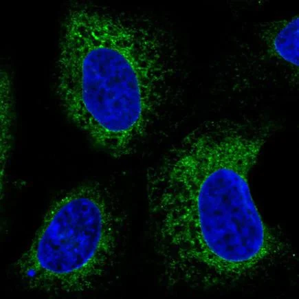 Immunocytochemistry/ Immunofluorescence - Anti-ERp57 antibody [CL2444] (AB242367)