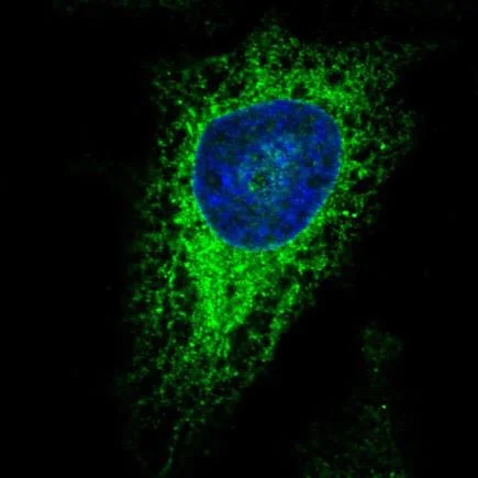 Immunocytochemistry/ Immunofluorescence - Anti-ERp57 antibody [CL2444] (AB242367)
