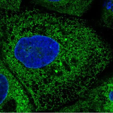 Immunocytochemistry/ Immunofluorescence - Anti-ERp57 antibody [CL2444] (AB242367)
