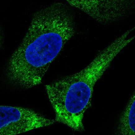 Immunocytochemistry/ Immunofluorescence - Anti-ERp57 antibody [CL2444] (AB242367)