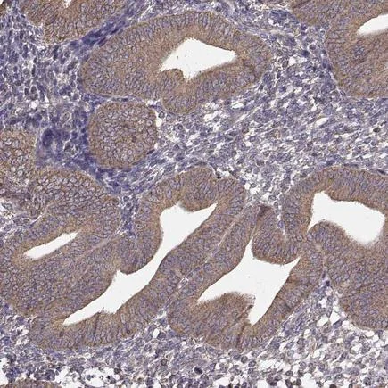 Immunohistochemistry (Formalin/PFA-fixed paraffin-embedded sections) - Anti-ERp57 antibody [CL2444] (AB242367)