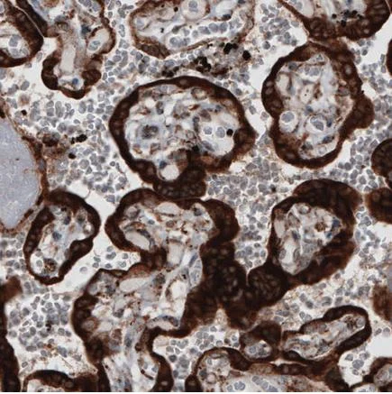 Immunohistochemistry (Formalin/PFA-fixed paraffin-embedded sections) - Anti-ERp57 antibody [CL2452] (AB242362)