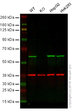 Western blot - Anti-ERp57 antibody [EPR10678(B)] (AB154191)