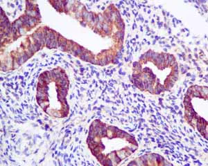 Immunohistochemistry (Formalin/PFA-fixed paraffin-embedded sections) - Anti-ERp57 antibody [EPR10678(B)] - BSA and Azide free (AB249088)