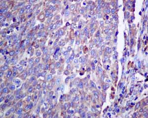 Immunohistochemistry (Formalin/PFA-fixed paraffin-embedded sections) - Anti-ERp57 antibody [EPR10678(B)] - BSA and Azide free (AB249088)