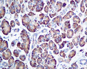 Immunohistochemistry (Formalin/PFA-fixed paraffin-embedded sections) - Anti-ERp57 antibody [EPR10678(B)] - BSA and Azide free (AB249088)