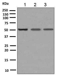 Western blot - Anti-ERp57 antibody [EPR10678(B)] - BSA and Azide free (AB249088)