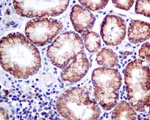 Immunohistochemistry (Formalin/PFA-fixed paraffin-embedded sections) - Anti-ERp57 antibody [EPR10679(B)] (AB154197)