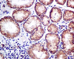 Immunohistochemistry (Formalin/PFA-fixed paraffin-embedded sections) - Anti-ERp57 antibody [EPR10679(B)] (AB154197)