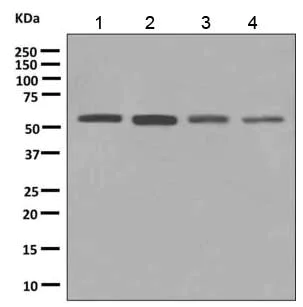 Western blot - Anti-ERp57 antibody [EPR10679(B)] - BSA and Azide free (AB249093)