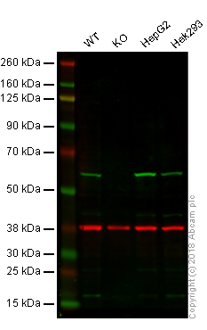 Western blot - Anti-ERp57 antibody [EPR10679(B)] - BSA and Azide free (AB249093)