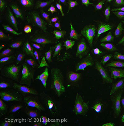 Immunocytochemistry/ Immunofluorescence - Anti-ERp57 antibody [MaP.Erp57] (AB13506)