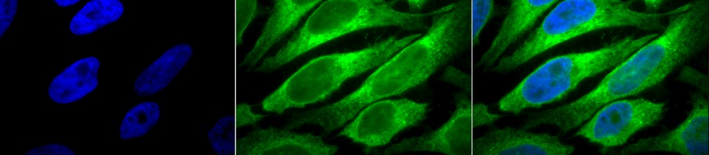 Immunocytochemistry/ Immunofluorescence - Anti-ERp57 antibody [MaP.Erp57] (AB13506)