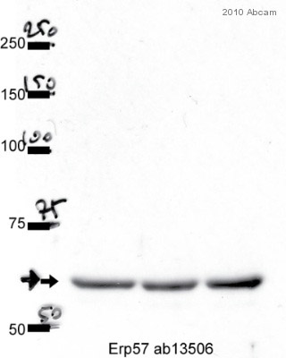 Anti-ERp57 antibody [MaP.Erp57]