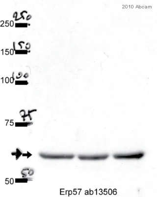 Western blot - Anti-ERp57 antibody [MaP.Erp57] (AB13506)