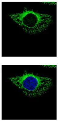 Immunocytochemistry/ Immunofluorescence - Anti-ERp72 antibody (AB155800)