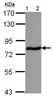 Western blot - Anti-ERp72 antibody (AB155800)
