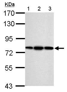Western blot - Anti-ERp72 antibody (AB155800), expandable thumbnail