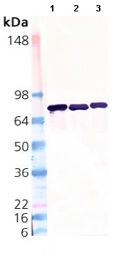 Western blot - Anti-ERp72 antibody (AB82587)